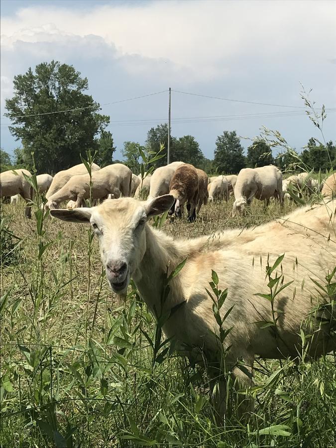 Agriturismo Corte Salandini Otel Ponti sul Mincio Dış mekan fotoğraf